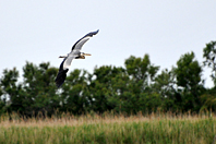 Ardea cinerea